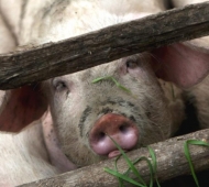 Импорт свинины в Россию может прекратиться.