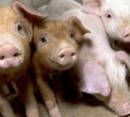 Евросоюз подал в ВТО иск против России в связи с запретом на поставки европейской свинины