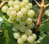 В следующем году корпорация 'Алтайспиртпром' планирует собрать первый урожай французского винограда