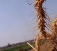 В Армении наблюдается снижение импорта пшеницы и рост объемов
